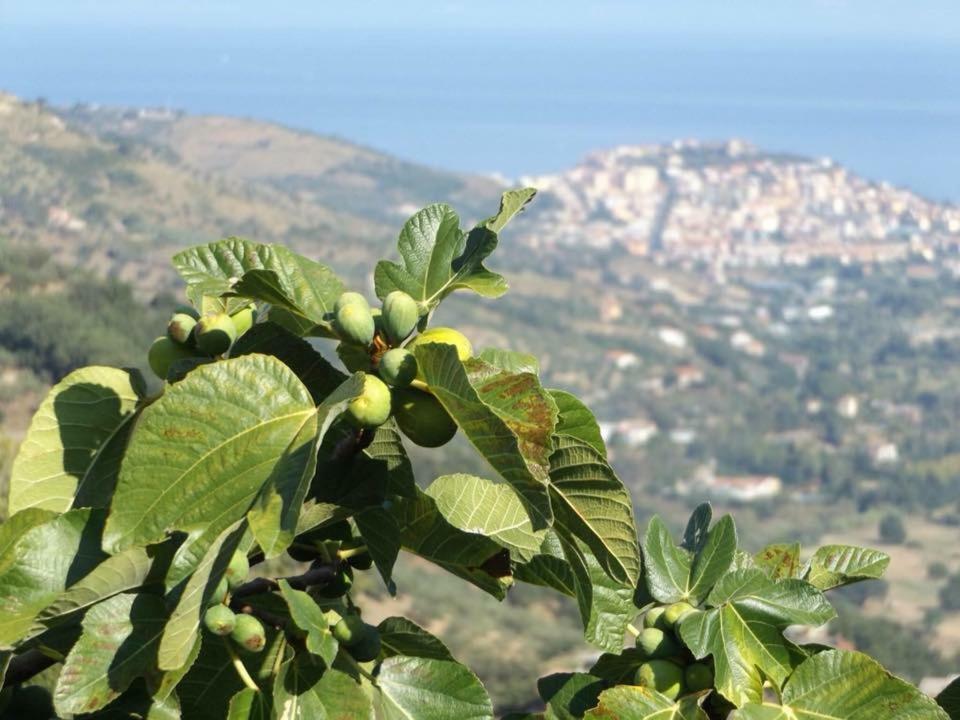 Casale San Martino Bed & Breakfast Laureana Cilento Dış mekan fotoğraf